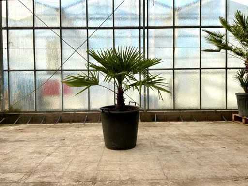 Palmier (Trachycarpus fortunei)