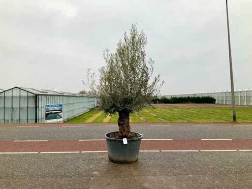 Olijfboom (Olea Europaea Lessini)