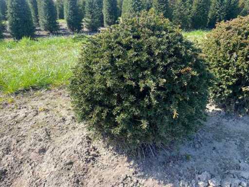 Taxus bol 60 diameter - Vaste planten (10x)