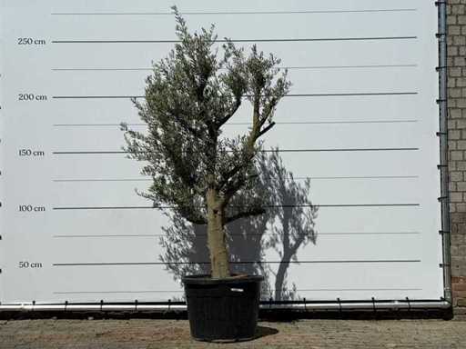 Olive tree young bark - Olea Europaea - approx. 40 years old - height approx. 250 cm