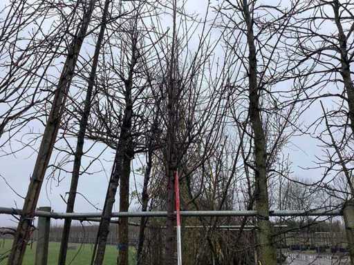 Sweet Cherry - Ornamental Tree