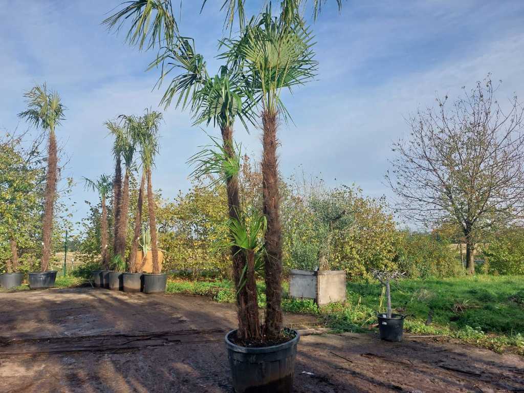 Hemp palm in pot (hardy)
