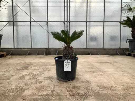 Palmboom (Cycas Revoluta)