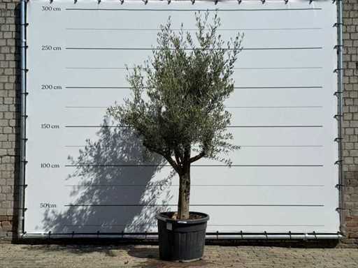 Olive tree young bark - Olea Europaea - approx. 40 years old - height approx. 250 cm