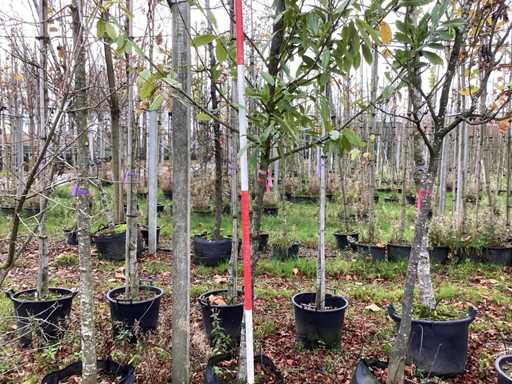 Wawrzyn wi?niowy – drzewo alei