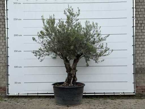Olivenbaum Alte Haut – Olea Europaea – ca. 75 Jahre alt – Höhe ca. 250 cm