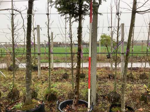 Venijnboom – Drzewo ozdobne