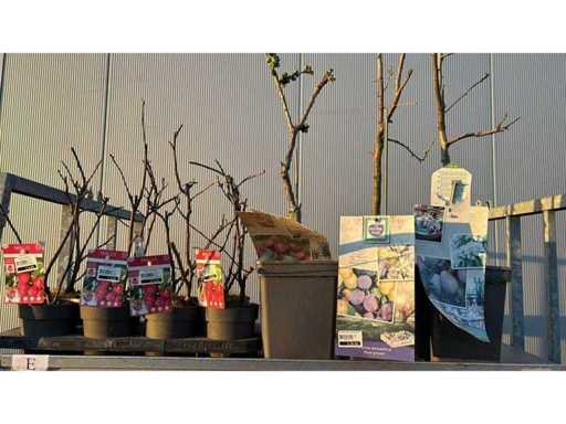 Pomme, poire, prune, mélange fruitier/arbre fruitier (11x)