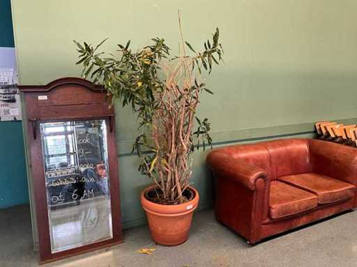 Plant in pot