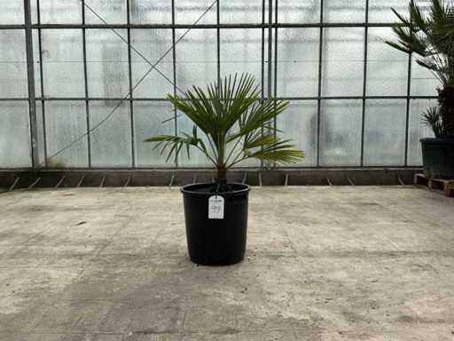 Palme (Trachycarpus fortunei)