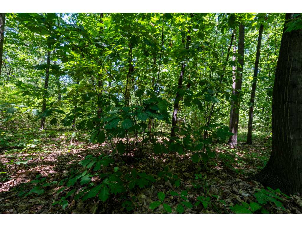 49,013 m2 of forest land, Vidin region - Bulgaria