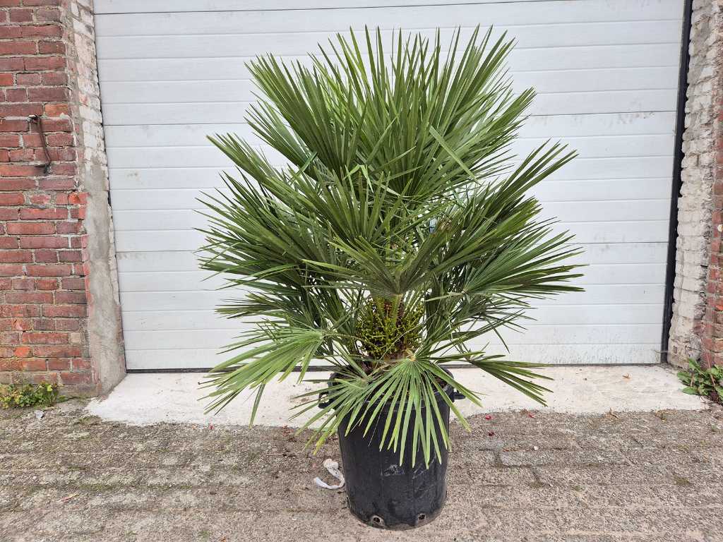 Palmetto nano compatto - Chamaerops Humilis - albero mediterraneo - altezza circa 130 cm 