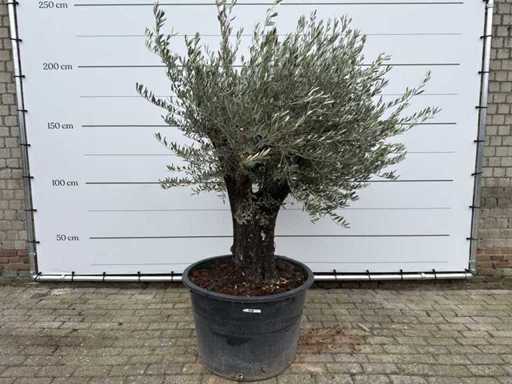 Olijfboom Old Skin - Olea Europaea - 100 jaar oud - hoogte ca. 220 cm