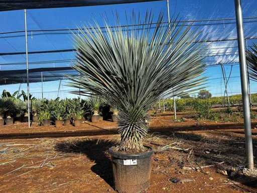 Yucca Rostrata Palm