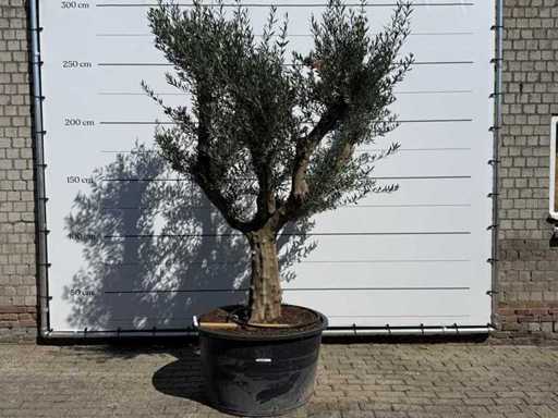Olive tree branched XXL - Olea Europaea - approx. 120 years old - height approx. 280 cm