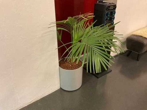 Hydroponic Plant With Pot