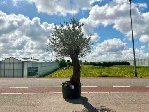 Olijfboom (Olea Europaea Lessini)
