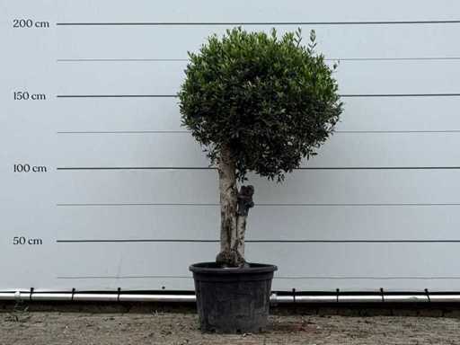 Sfera d'ulivo - Olea Europaea - circa 25 anni - altezza circa 180 cm