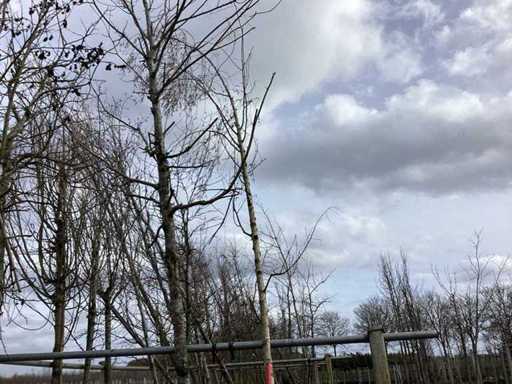 Birch - Topiary Tree