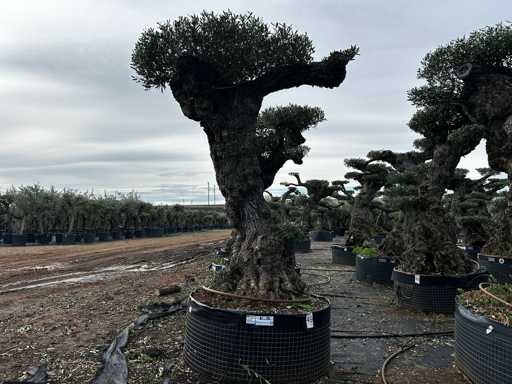  OLEA EUROPEA POM POM SECOLARE  