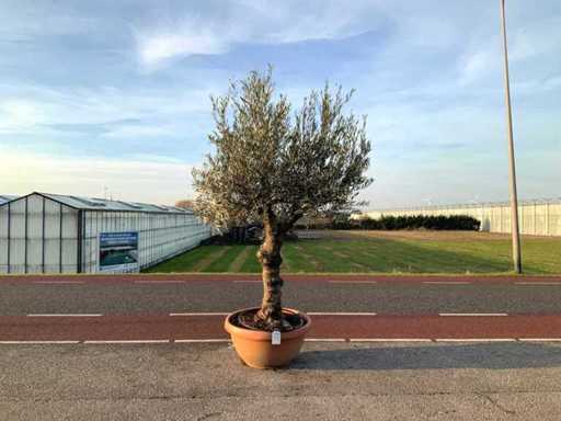 Ulivo (Olea Europaea Lessini)