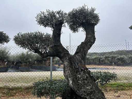 Hundertjährige Olivenbäume – Olea Europea