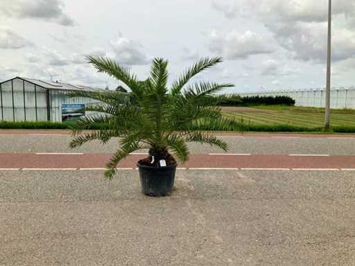 Palma (Phoenix canariensis)