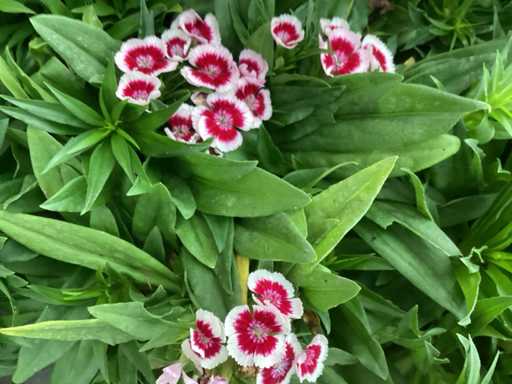 Perennials - Dianthus barbatus (100)