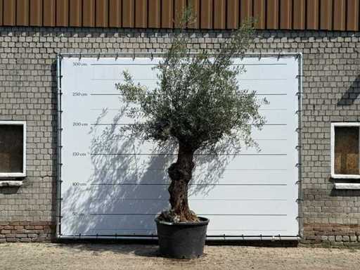 Olive tree Bonsai - Olea Europaea - approx. 80 years old - height approx. 280 cm