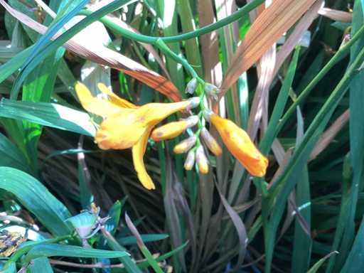 Vaste planten - Crocos (10), allium (10)