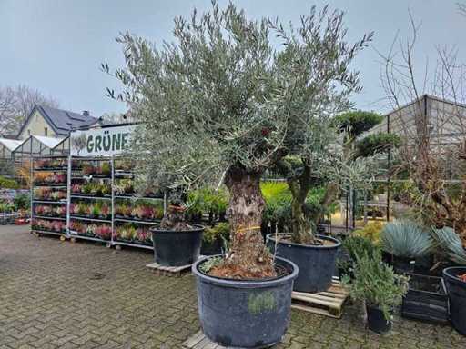 Exklusiver Olivenbaum Bonsai - 110 Jahre alt - Olea europaea