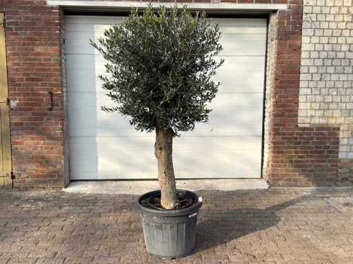 Olive Tree Round Ball M - Olea Europaea - Hauteur environ 170 cm