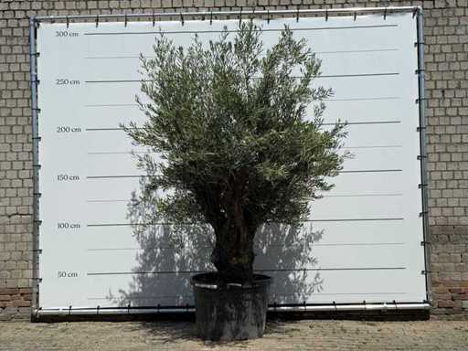 Trunchi bătrân de măslin - Olea europaea - aprox. 75 de ani - înălțime aprox. 280 cm
