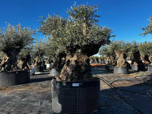 Olive tree in basket Specimen