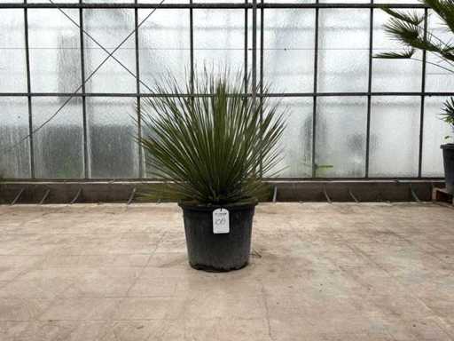 Mexicaanse Graslelie (Dasylirion Serratifolium)