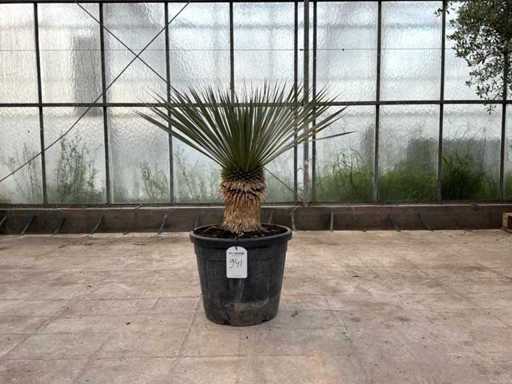 Palmboom (Yucca Rostrata)