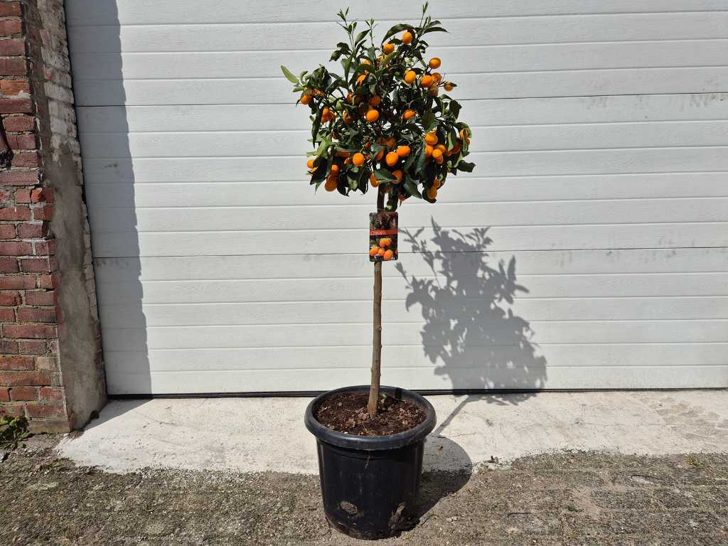 Dwergsinasappel - Vrucht- / fruitboom - Citrus Kumquat - hoogte ca. 130 cm
