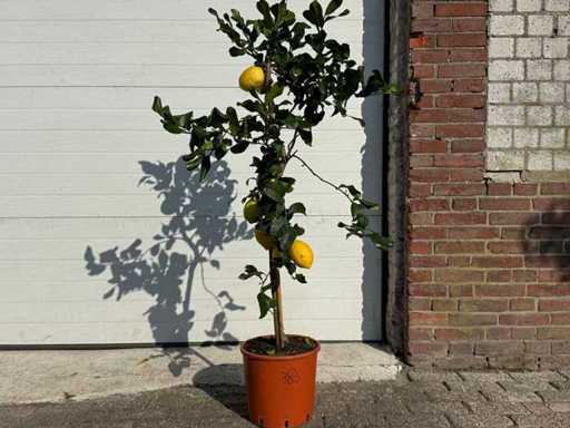 Citronnier - Agrumes Limon - Fruitier / arbre fruitier - hauteur environ 170 cm