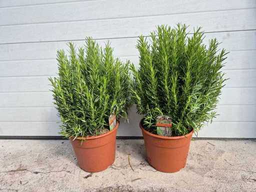 2x Rozemarijn - Rosmarinus Officinalis - hoogte ca. 30 cm