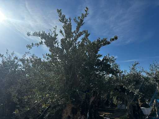  OLEA EUROPEA SECOLARE  