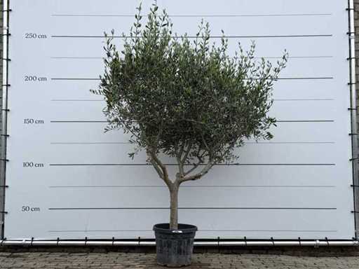 Olive tree Andalucia M - Olea Europaea - approx. 20 years old - height approx. 250 cm