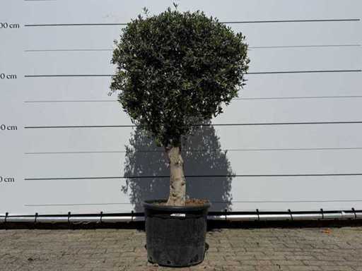 Sfera di ulivo L - Olea Europaea - circa 40 anni - altezza circa 200 cm