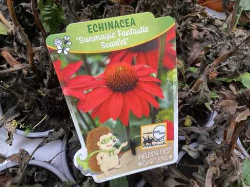 Echinacea (100x)