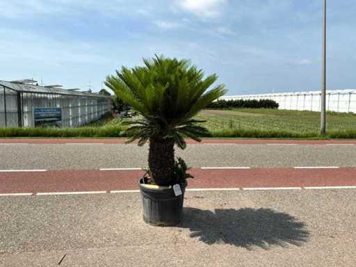 Palmier (Cycas revoluta)
