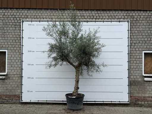 Olijfboom Granoli Hojiblanca - Olea Europaea - ca. 60 jaar oud - hoogte ca. 280 cm