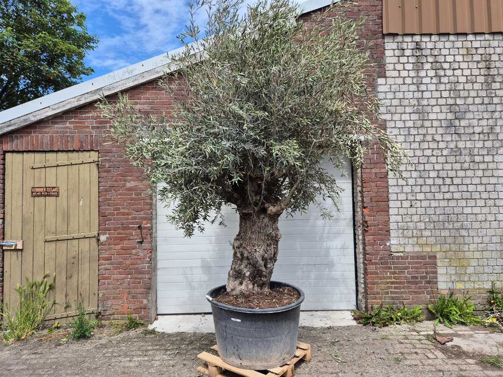 Olive tree Bonsai XL - Olea Euopaea - height approx. 350 cm