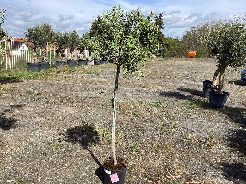 3 x Olivenbaum (Winterhart, Fruchttragend - Partie)