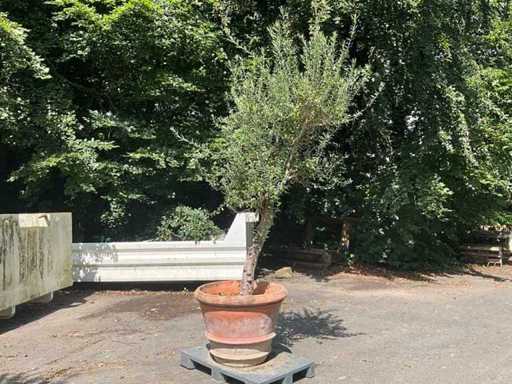 Olivenbaum