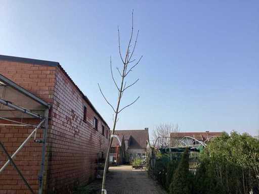 Acer pseudoplatanus (5)