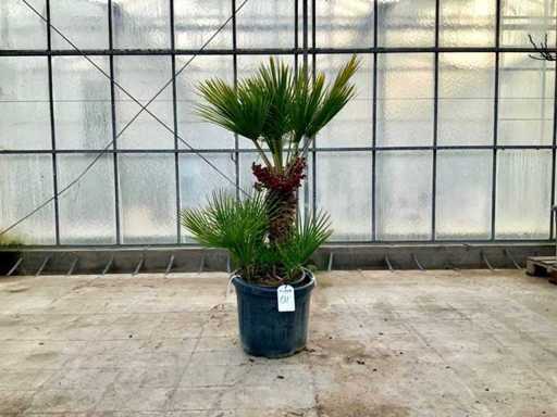 Palmboom meerstammig (Chamaerops Humilis)